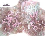 2 – Talli giovani su Lithophyllum stictiforme (Areschoug) Hauck